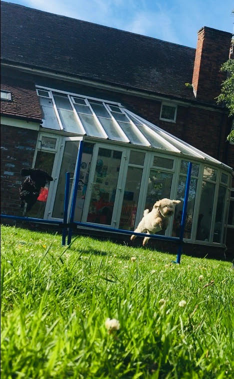 Beautiful garden where dogs play